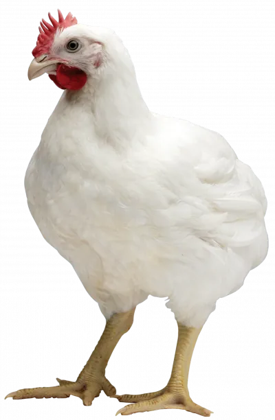 Cobb500 Masthähnchen